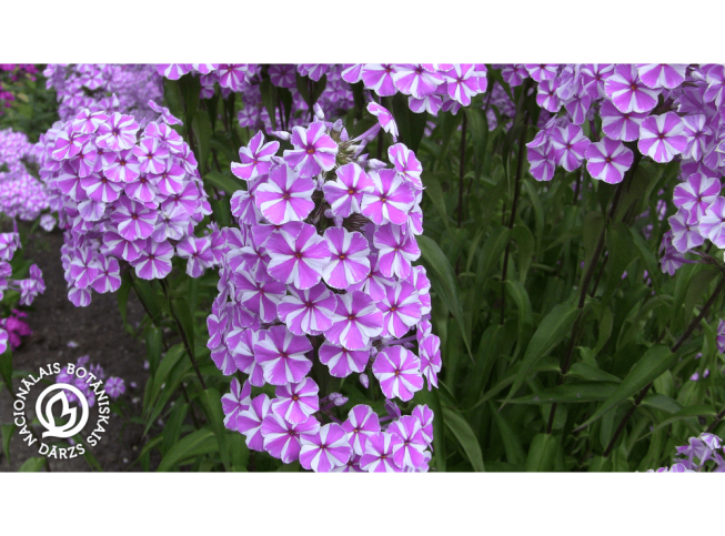 Phlox maculata   'Natascha'